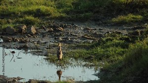 Hamerkop Bird on the riverside in natural habitat, South Africa