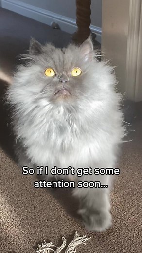 The Diva Cat Meme: Bobbie The Persian's Attention-Seeking Antics