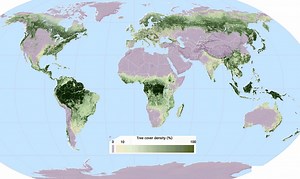This Map of the World Shows Where Our Trees Grow