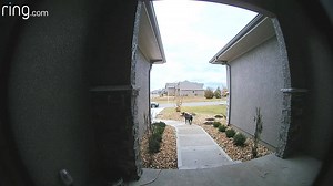 OH DEER! 🦌 A deer came flying at a dog (and the front door of a house) at full speed and it was caught on camera. The way the thoroughly-befuddled pooch shakes it off at the end is pretty adorable. 🤣 | FOX8