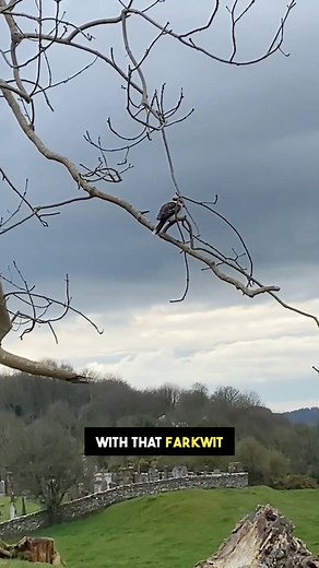 731K views · 11K reactions | Here’s me commentary on a Scottish Kookaburra ️ hasn’t lost its accent. | Ozzy Man Reviews | Facebook