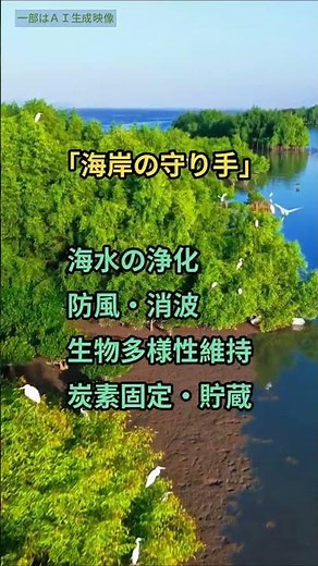 「海岸の守り手」マングローブ林 多様な生き物育む