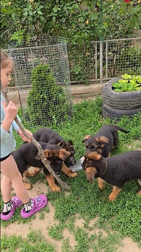 🤣Favorite toy for German Shepherd puppies. No one is inferior to anyone in this game.