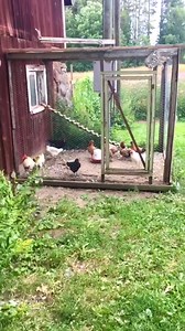 53 reactions · 9 comments | Want to know why chickens are special to...