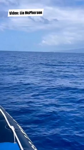 Los peces voladores (familia Exocoetidae) comprenden 64 especies agrupadas en cuatro submarillas y siete géneros. Los desplazamientos que realizan por medio del planeo son efectuados gracias a un par de aletas pectorales modificadas. Se piensa que llevan a cabo esta acción para escapar de sus depredadores y librarse de ectoparásitos. #palaeos #biologia #zoologia #animales #curiosidadesanimales #pecesvoladores #pezvolador #Exocoetidae | Roberto Díaz Sibaja