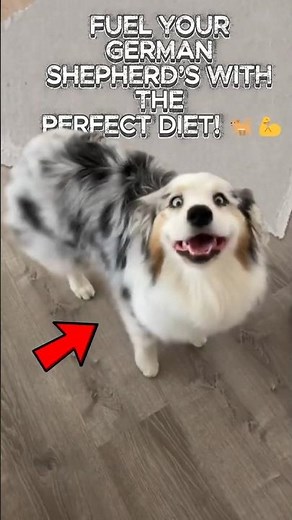 The Best Diet for a Healthy German Shepherd – Nutritional Needs Explained