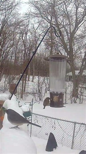 Dark-eyed Junco and an American Tree Sparrow. #godscreation