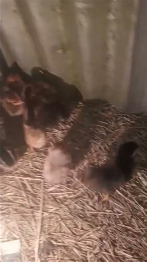 local ckiken 🐓 farming