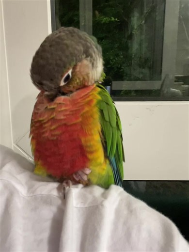 Da bird #fyp #bird #parrot #ticktockviral #dabird