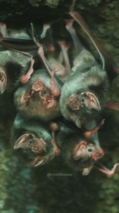 15K views · 77 reactions | Vampire Bats in a Cave hanging #vampire #bat #vampirebat #hang #cave #wow #nature #wildlife HA81797 | HAWI Studios | Facebook
