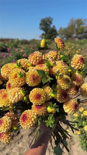 Prolific blooming dahlia varieties! #fyp #dahliaseason #pepperharrow #dahlia #flowers