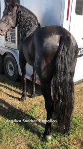 1.2M views · 49K reactions | Salud 壟 y ese gusto por los caballos!!! #Laberinto  https://www.instagram.com/la.de.los.caballos/ No tengo los derechos de la música 浪 | Angélica Sánchez _ Caballos | Facebook