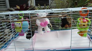 12K views · 1.3K reactions | To use this video in a commercial player...