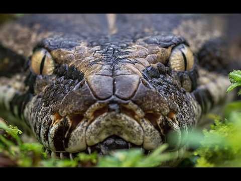 Have Burmese Pythons Killed Anyone in Florida? The Truth Revealed 🐍