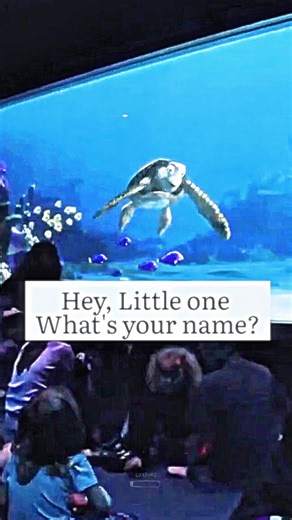 TurtleFunny on TikTok