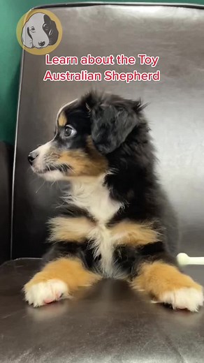 All that Aussie personality in a small package 💖 #toyaussie #toyaussieshepherd #toyaussiesoftiktok #toyaussies #toyaustralianshepherd #toyaustralianshepherdsoftiktok #toyaussiepuppy