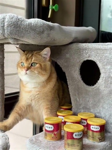 I Bought TOO MUCH Cat Food For My Spoiled Cat 😱 #catshorts #catlover