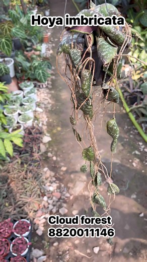 Hoya imbricata (Shield Hoya) 🌿 A rare and stunning hoya known for its flat, round, shield-like leaves that cling beautifully to boards or tree trunks. A true collector’s gem! Care Tips: • Light: Bright, indirect light (tolerates gentle morning sun) • Water: Water when the media is almost dry; avoid overwatering • Humidity: Loves high humidity for best growth • Medium: Well-draining, airy mix or mount on cork/wood • Temperature: Warm conditions; protect from cold drafts #HoyaImbricata #RareHoya 