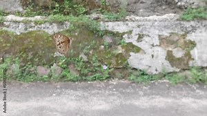 Butterfly flying against glass window. Close up butterfly. the butterfly enters the house
