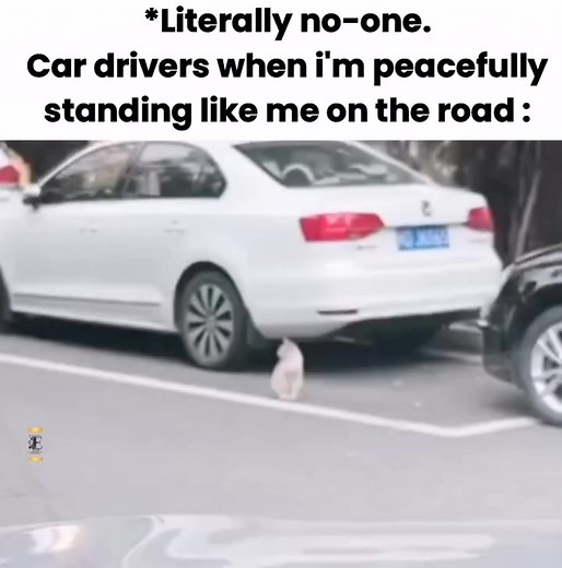 Unlimited Memes Collection on Reels