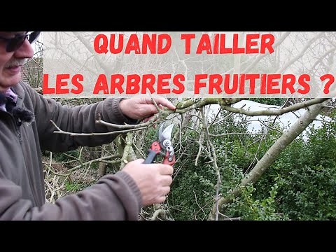 Comment tailler vos arbres fruitiers pour maximiser la production?
