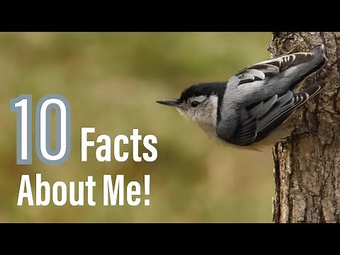 10 Amazing Facts About The White Breasted Nuthatch!