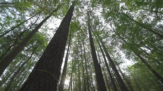 1K views · 21 reactions | We all use numerous forest products each day, but thankfully, Mississippi forests are sustainably managed to ensure we have the products we need today and future generations still have an abundance of trees. | Mississippi Forestry Association | Facebook