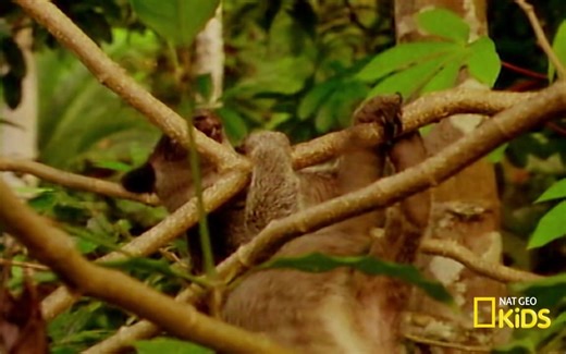 AMAZING ANIMALS- 1 Hour Nat Geo Kids Compilation -natgeokids