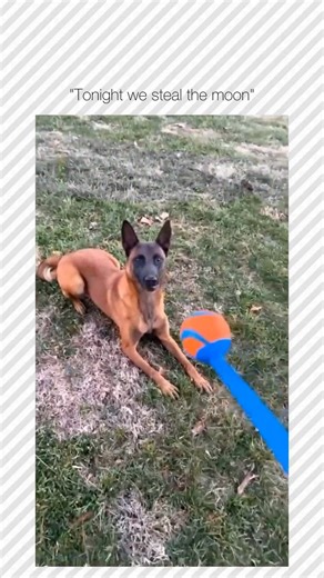 Follow → @Simply_Viralz ← Did you know that sea horses are the only animals where males get pregnant? Male sea horses have a special pouch where females deposit eggs. The males then fertilize and carry the eggs until they hatch, giving birth to tiny, fully formed baby sea horses. This role reversal in pregnancy challenges traditional gender roles in nature and highlights the diversity of reproductive strategies. Sea horses’ unique biology and parenting skills make them truly fascinating marine c