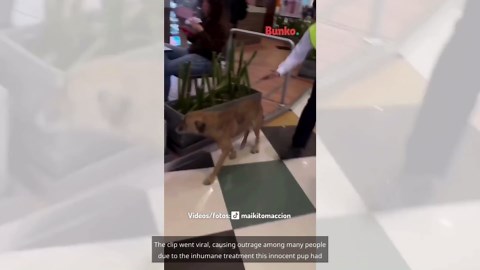 A homeless dog wandered into a shopping mall searching for love, but what they did to him, will break your heart.