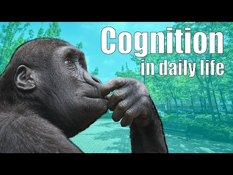 Cognition in Daily Life