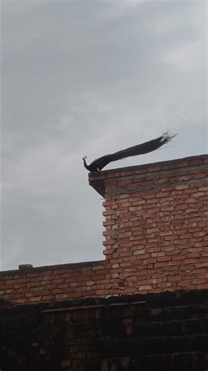 More Naach, Raha, hai.#more😱#training #video #travel