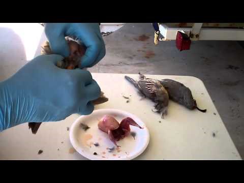 How to Clean and Dress Quail Chukar and Game Birds