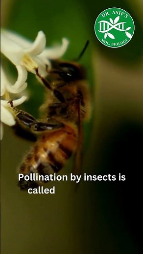 Pollination by insects | Nature and plant interaction #viral