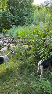 23K views · 41K reactions | If y’all got a ragweed problem then you need goats! They will absolutely destroy ragweed and pokeweed this time of the year. #goat #goats #sheep #vegetationmanagement #greatpyrenees #bordercollie #ragweed #pokeweed | Goats For Hire | Facebook