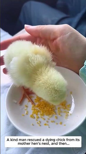 Resuscitating chicks #chicken #wildliferescue #lovestory #rescue #animallove #loveforanimals #love