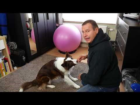 Teaching your dog to "Down"