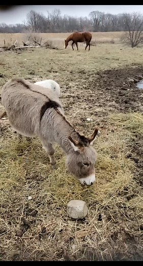#foryou #iowafarmanimalrefuge #farmlife