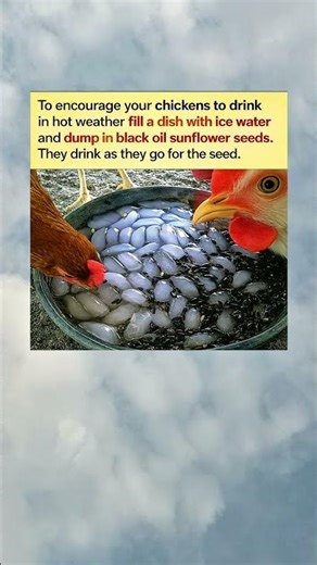 This Simple Trick Gets Chickens to Drink MORE in Hot Weather!”