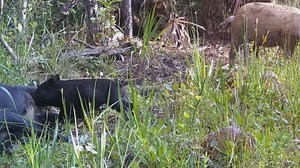7.8K views · 311 reactions | This Florida wild hog mother has a big...