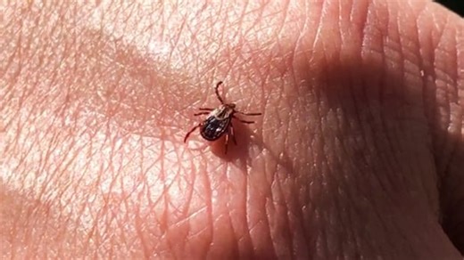 Take tick precautions, but Lyme disease rates remain quite low on Prince Edward Island