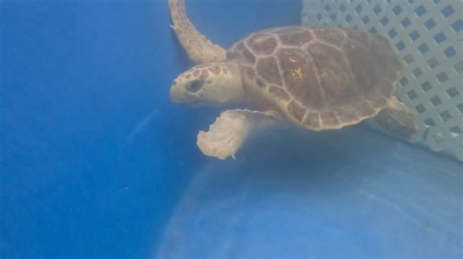 12K views · 180 reactions | #SaltwaterSaturday challenge! As we dip into Maru’s salt water tank, see if you can catch a glimpse of something you may not see as easily on tour. Hint: it’s shiny | The Karen Beasley Sea Turtle Rescue and Rehabilitation Center | Facebook