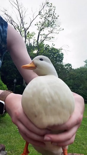 Dancing Duck Video Compilation