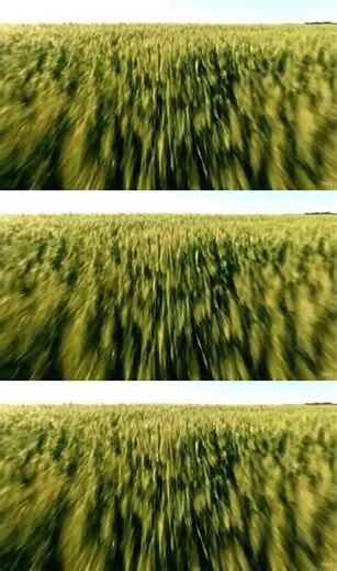 Harvesting Wheat: From Field to Flour! 🌾 #agriculture #farming #harvest