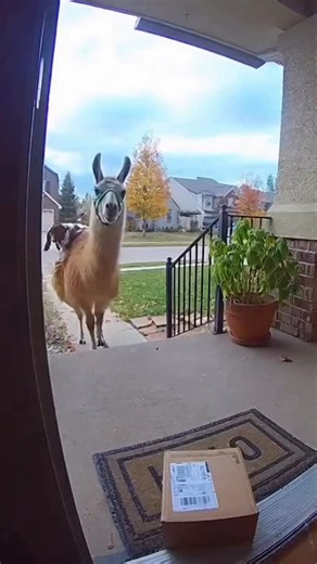 Llama and goat package heist 😂 #reels #animals | Aria Reacts