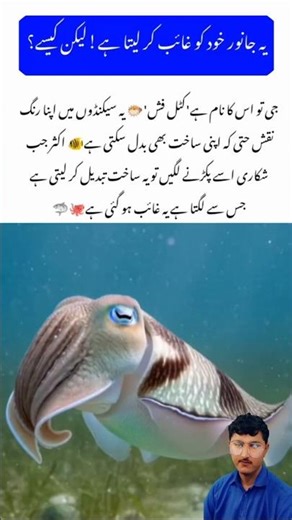 Meet the Cuttlefish 🦑 AmazingNatureShorts#Cuttlefish #AmazingNatureFact #Wildlife #shorts