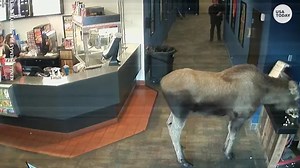 Wandering moose shows up to matinee at Alaska movie theater, snacks on buttery popcorn