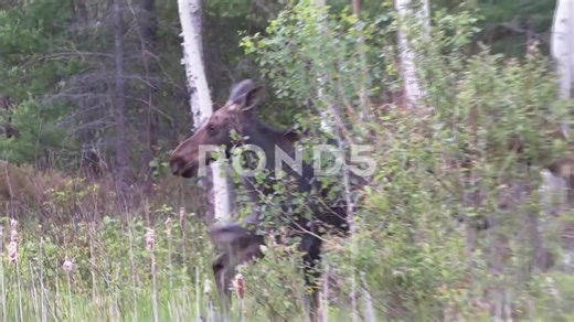 Top Private Collection of Stock Video Photos and Datasets Available ~15% Available on licensing sites including Pond5, iStock, Getty, Shutterstock, Adobe, Wirestock & Others worldwide. Originals by ProPics Canada Media Ltd. #stockvideo #stockimages #stockphotography #curatedcollection #dataset #Licensing #machinelearning #filmmaking #documentaries #deeplanguagelearning #adobe #istockbygettyimages #gettyimages #pond5 #Corel #television #contentcreator #ContentMonetization #canada #videos #Streami