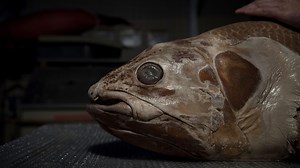 Ghostly Deep Sea Fish Surprises Scientists Again—It Can Live for 100 Years