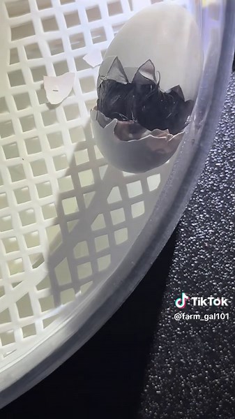 Hatching Baby Chicks: A Farm Adventure